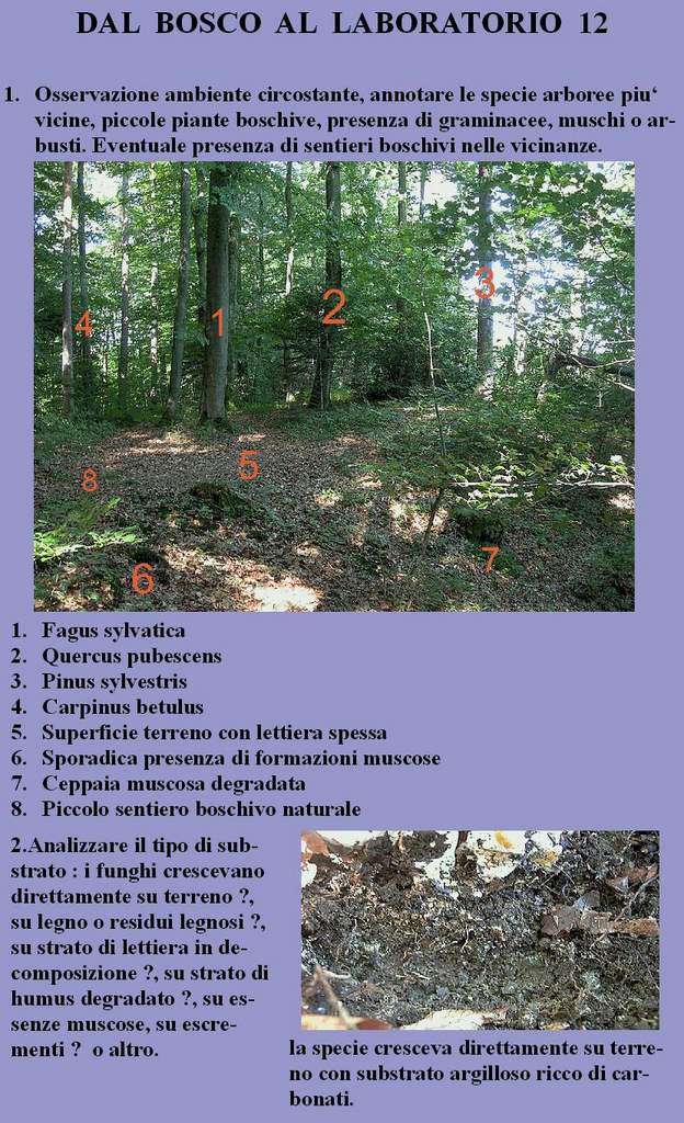 Dal Bosco al Laboratorio